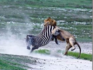 Zebranın Çiftesi Aslanın Suratını Parçaladı