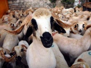 Diyanet Açıkladı! İşte Kurban Fiyatları