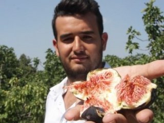Kraliyet Meyvesinin Hasadı 6 Liradan Başladı