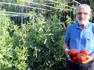 Görenleri Şaşırtan Domatesler!