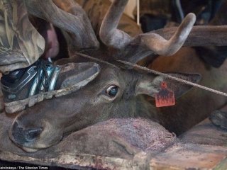 Geyiklere Yapılan Akıl Almaz İşkence