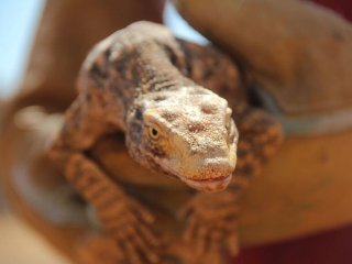 Burası Şanlıurfa! Doğaya Bırakıldı