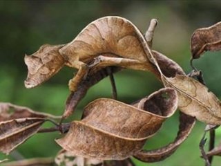 Onu görmek mümkün değil