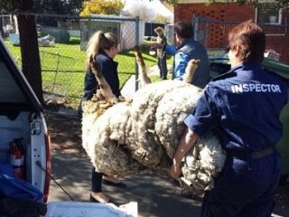 Kırpılmamak İçin Yıllarca Kaçtı Ama...