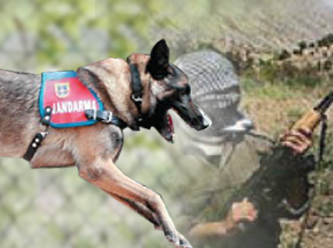 PKK için özel köpek timi kuruluyor