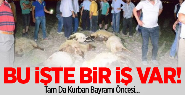 300 koyunu zehirli yemle telef ettiler