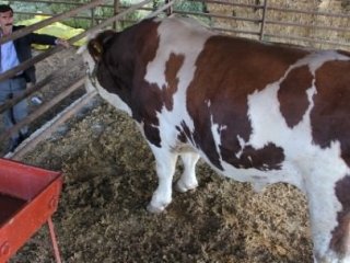 Otomobil Fiyatına Kurbanlık Boğa