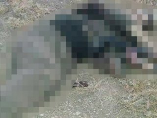 Batman’da Bir PKK’lının Cesedi Bulundu