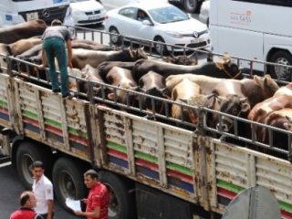 Kurbanlıklar Çamlıca Gişelerinden Giriş Yaptı