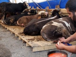 Kurban Etini Yiyen Aile Bin Pişman