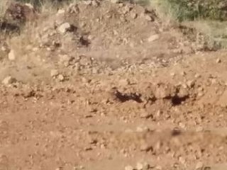 Vatandaşlar ihbar, asker imha etti