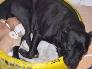 Köpekten insanlık dersi