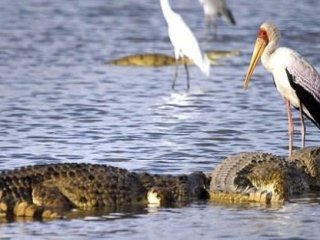 Leyleğin İnanılmaz Cesareti