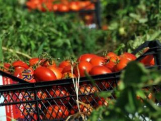 Domatesin Kilosu 50 Kuruşa Kadar Düştü