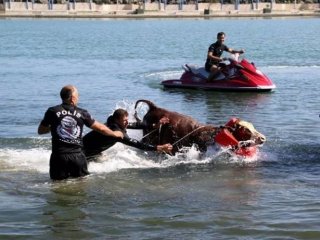 Tosunun Deniz Macerası