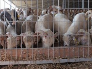 Peygamber Efendimiz İçin Kurban Kesilir Mi?