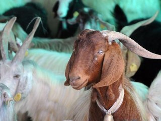 Kurban Hurafelerine Dikkat!