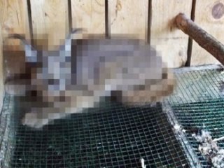 Kurban Etini Yerken Yakalandı! Şok Oldular