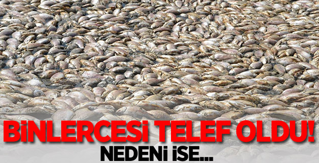 Binlerce Balık Telef Oldu!