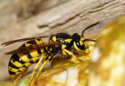 Kayseri'de Arı Dehşeti