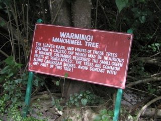 Bu Ağaca Sakın Yaklaşmayın!