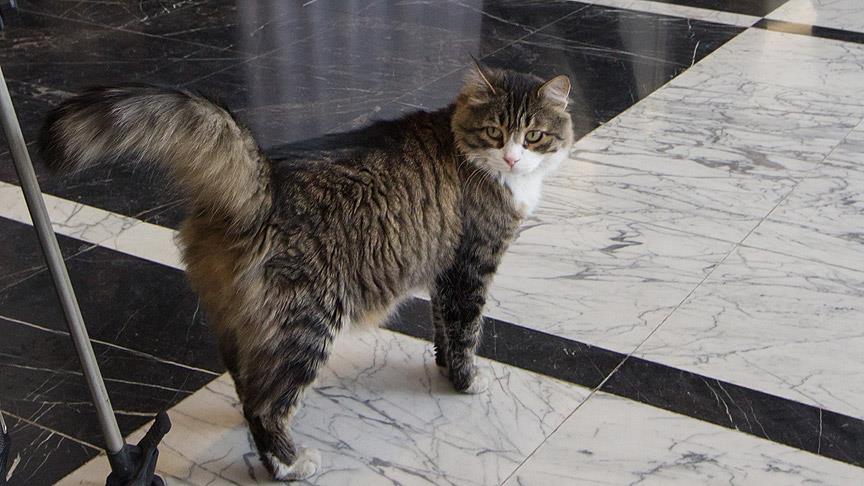 'Şero CHP Genel Merkezinde Mutlu Mu?'