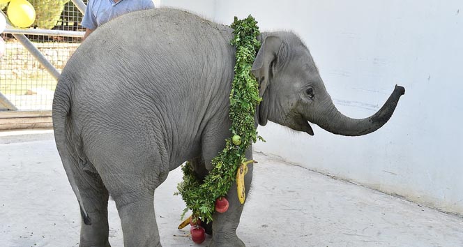 400 Kiloluk File Doğum Günü Partisi