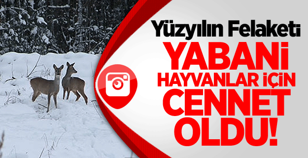 Çernobil, Yabani Hayvanlar İçin Cennet Oldu