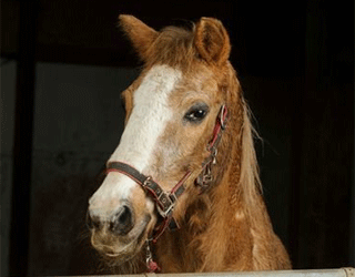 Dünyanın En Yaşlı Atı Öldü