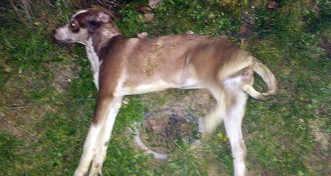 Sokak Hayvanlarını Zehirlediler