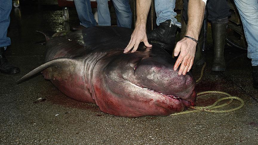 4 Metrelik Köpek Balığı Yakalandı