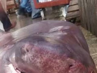 Marmara’da Dev Köpek Balığı Yakalandı