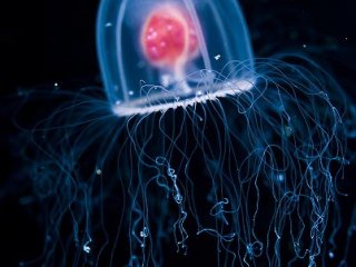 Diğerlerinden Çok Farklı