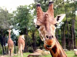 Burası Afrika Değil Bursa