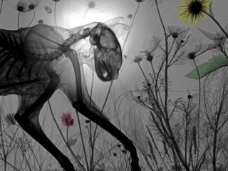 X-Ray Cihazından Doğal Hayata Bakmak