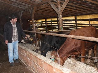 Köylülerin 'Ayı' Tedirginliği