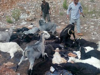 Zifte Saplanan Kıl Keçileri Telef Oldu