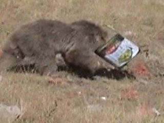 Ayının Kafası Tenekeye Sıkışırsa..