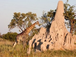 Ne Olduğunu Tahmin Edin!