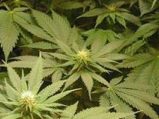 Saksılar İçinde Ele Geçirildi!