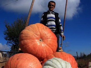 Tarlasında 65 Kilogramlık Bal Kabakları Yetiştiriyor