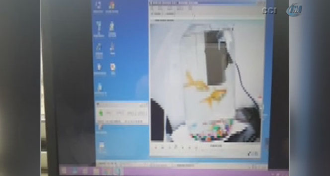 Amerika'dan Evdeki Balıklarına Yem Attı