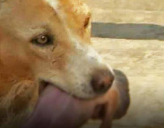 Çöpe Atılan Bebeği...