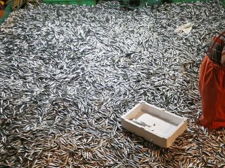 Karadeniz'de Hamsi Bereketi