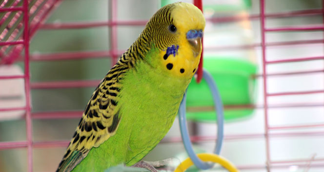 Erdoğan Hayranı Kuş!