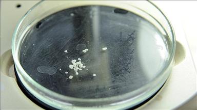 'Soyu Tükendi' Denilen Canlı Anadolu'da Bulundu