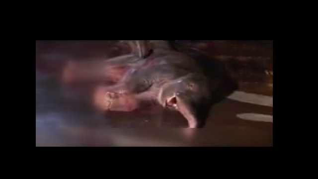 Yavrusu Ölü Doğunca Anne Fil Ne Yapıyor?