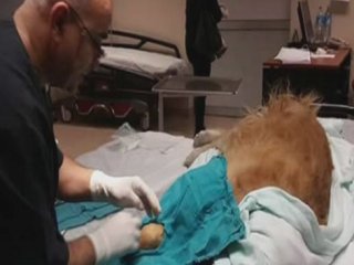 Devlet Hastanesinde Köpeğe Ameliyat