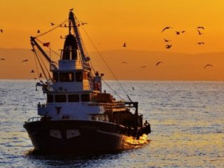 Hamsi Bereketi Yüz Güldürdü