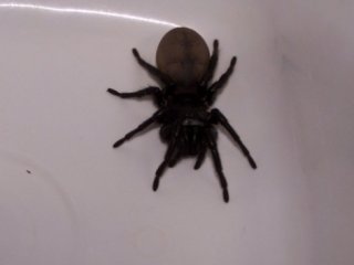 Örümcek Öldürüyordu Bakın Ne Sandılar